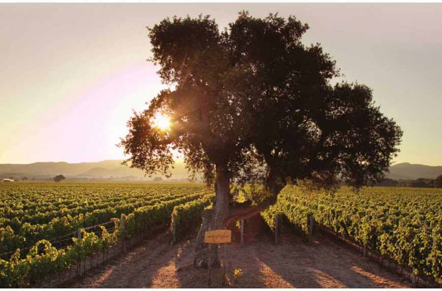 Poggio al Tesoro: tradizione e innovazione a Bolgheri